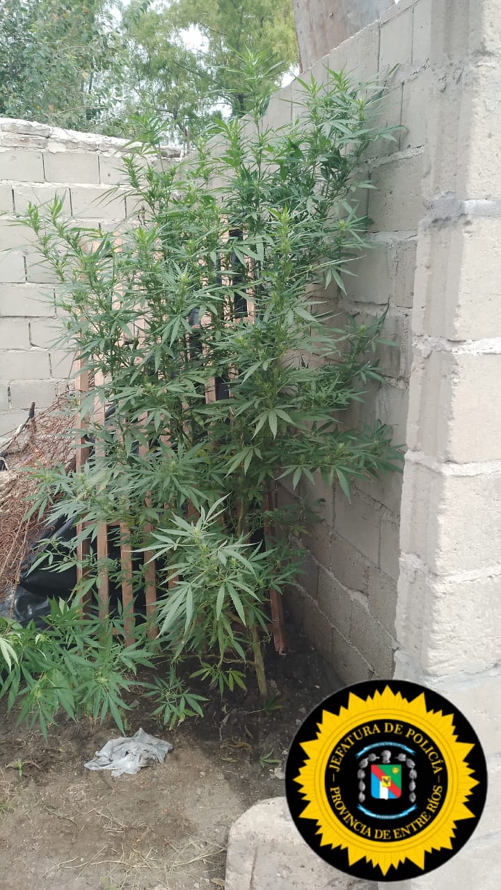 Allanamiento en el Barrio Feria Desencadena Insólito Hallazgo de Marihuana