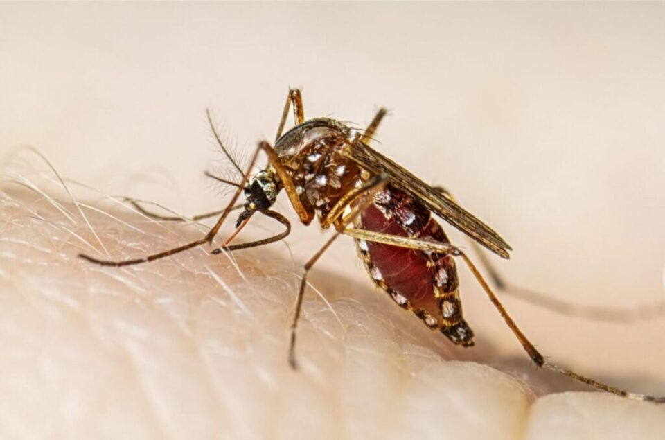 Detectaron un caso de dengue en una localidad entrerriana