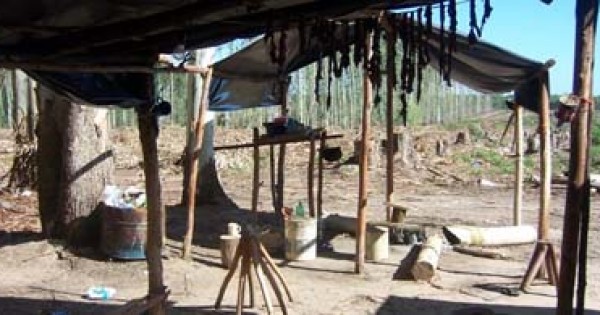 «Rescate en la Isla de los Narcos: Condiciones Inhumanas y Trabajo Esclavo en Entre Ríos»