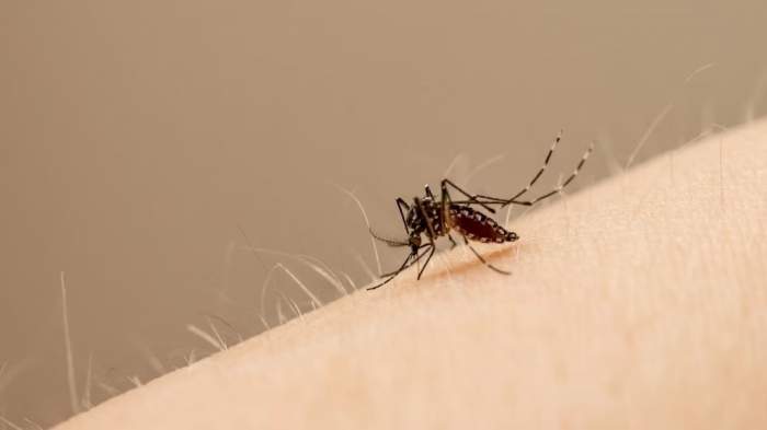 Primera muerte por dengue en Santa Fe y la situación actual en Argentina