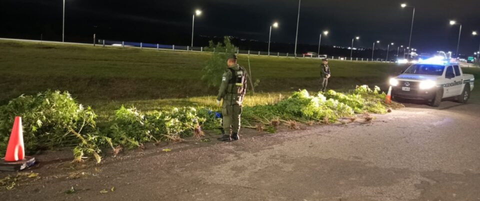 Detuvieron a dos personas que transportaban droga en su automóvil y secuestraron plantas de marihuana en un domicilio de la ciudad de Córdoba