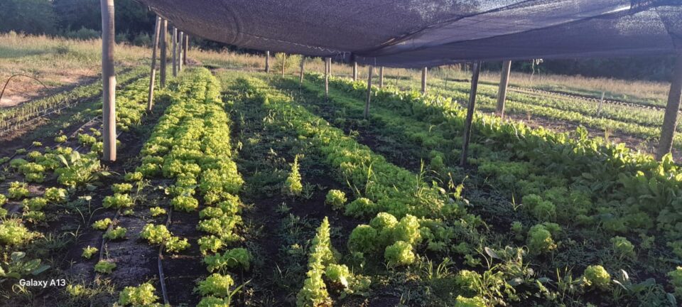 HUERTAS AGROECOLÓGICAS DE ESCALA COMERCIAL