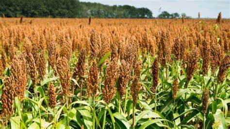 Repunte del cultivo de sorgo: La superficie sembrada de sorgo en Entre Ríos creció un 15% en la campaña 2024/25, alcanzando 121.000 hectáreas