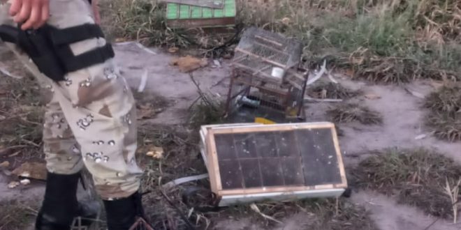 Importante operativo contra el tráfico de fauna: Decomisan aves y detienen a reincidente en Puesto Caminero Túnel