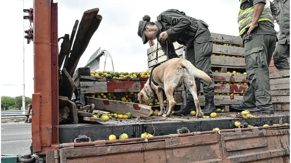 «Condenados por transportar 1,9 toneladas de marihuana bajo una carga de mandarinas