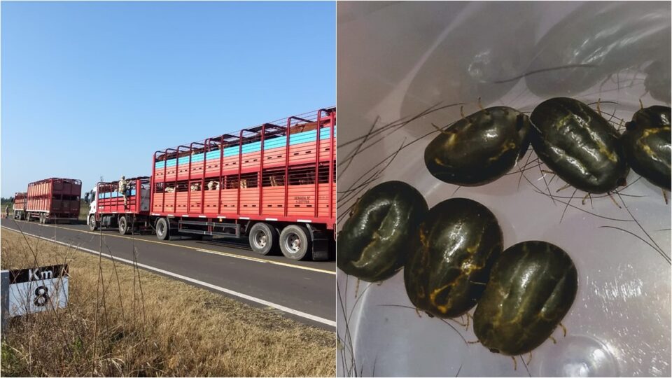 Un camión que transportaba vacas intentó ingresar a Entre Ríos pero se lo impidieron porque detectaron gran cantidad de garrapatas