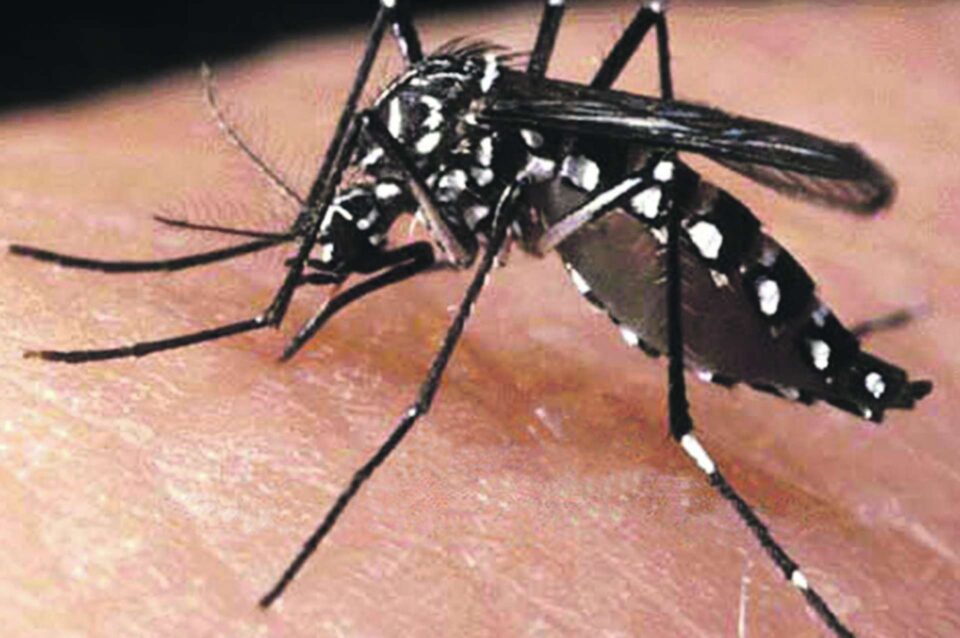 La Paz  Alerta sanitaria en Entre Ríos: casos de dengue se expanden sin antecedentes de viaje