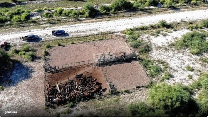 Golpe al Abigeato: Desarticulan Banda de Cuatreros y Recuperan 77 Vacunos