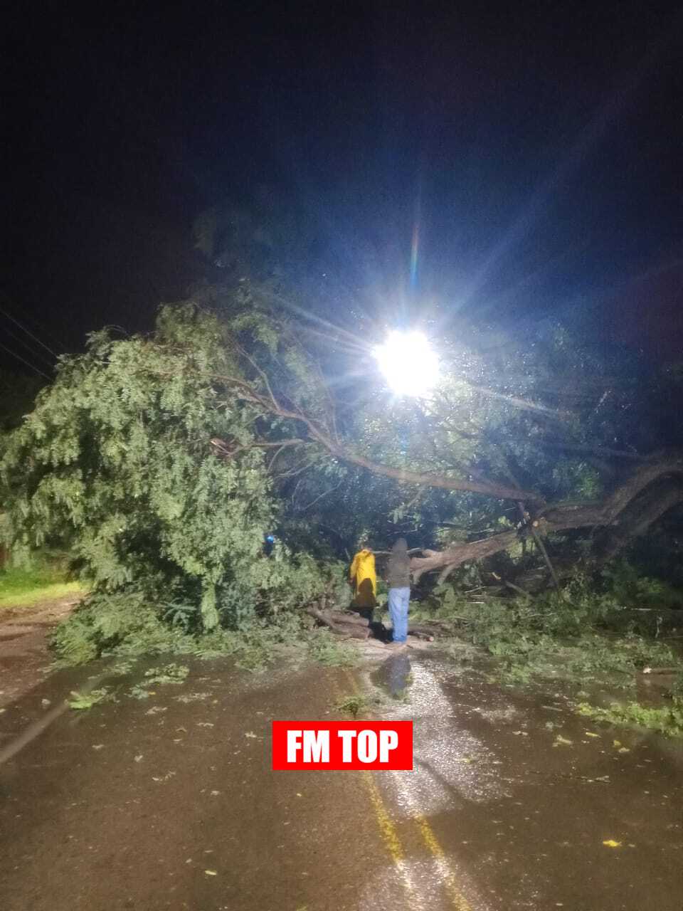 La Paz Fuertes vientos derriban árbol en Av. Artigas: operativo de emergencia en plena madrugada