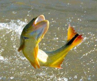 Rige la veda de dorado en Entre Ríos y lagos