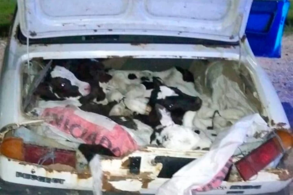 Insólito robo de ganado: trasladaban ocho terneros en un Peugeot 504 y fueron detenidos