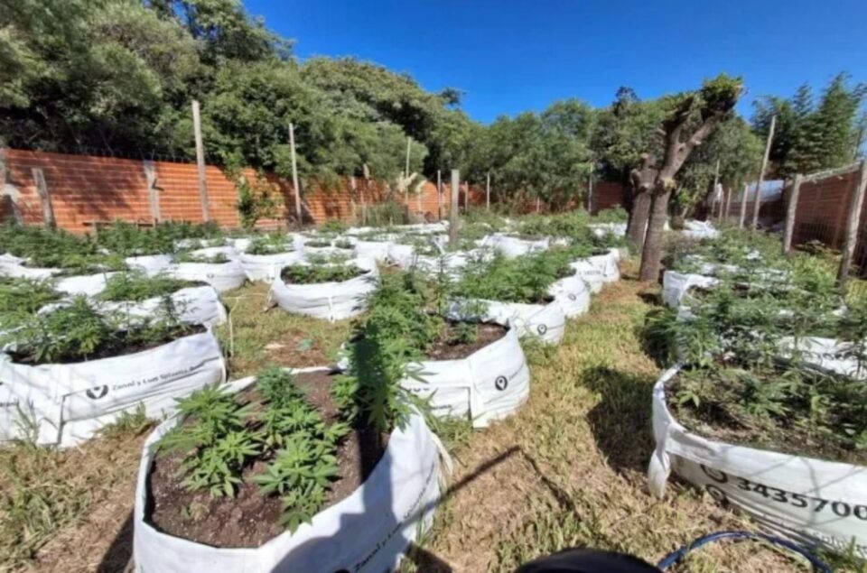 La Cámara Federal confirma procesamientos y embargos en causa por cultivo y venta de marihuana en Paraná