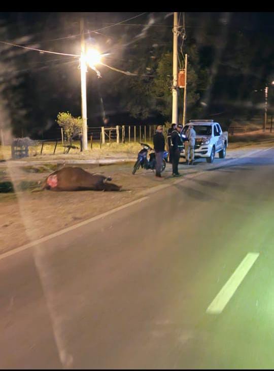 Accidente en el Acceso Sur de La Paz: vehículo colisionó con vacuno suelto en la ruta