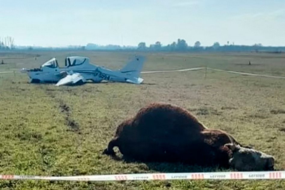 «En busca de pasto o de pista: el toro que quiso volar sin matrícula»