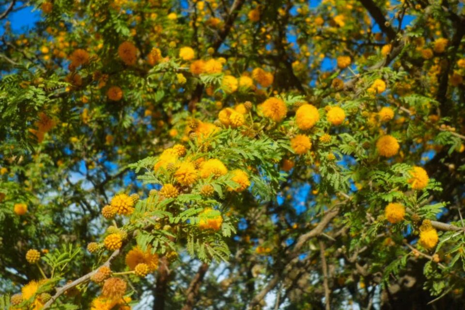 El museo provincial Antonio Serrano celebrará el Día del Árbol Entrerriano