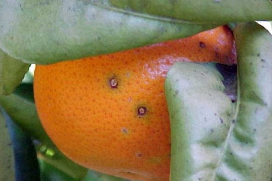 La mancha negra que no está en la fruta, sino en las decisiones