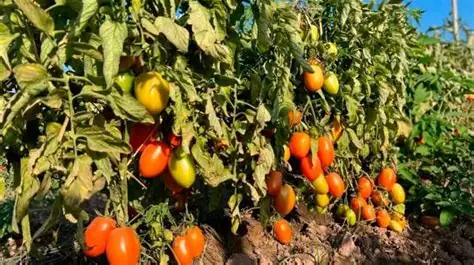 Tomate: precios que no cubren ni la cosecha