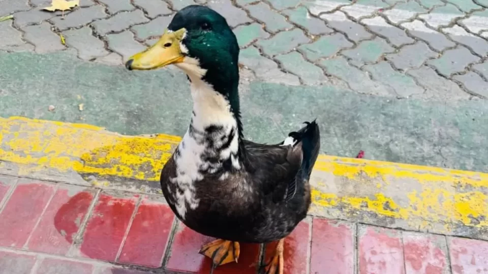 El pato Juan, la florería y la familia interespecie: cuando el afecto desafía la norma