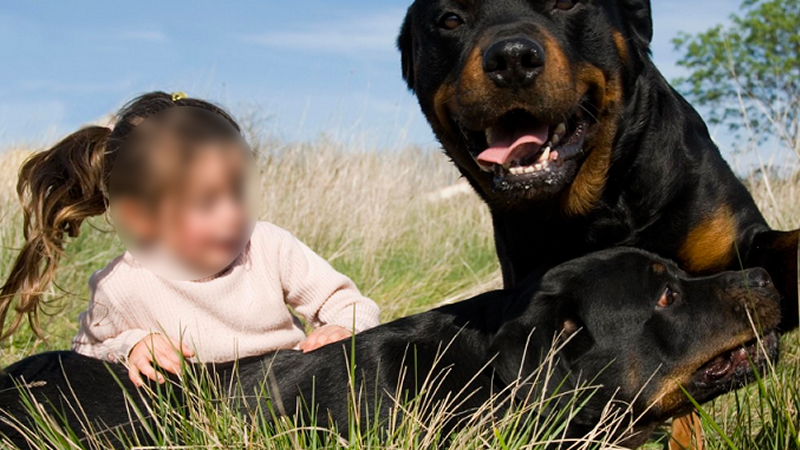 Niña de dos años fue atacada por un rottweiler en Viale y está en grave estado