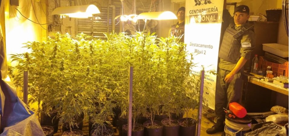 Gendarmes descubren invernadero ilegal de marihuana en Rosario: 185 plantas y armas en el domicilio