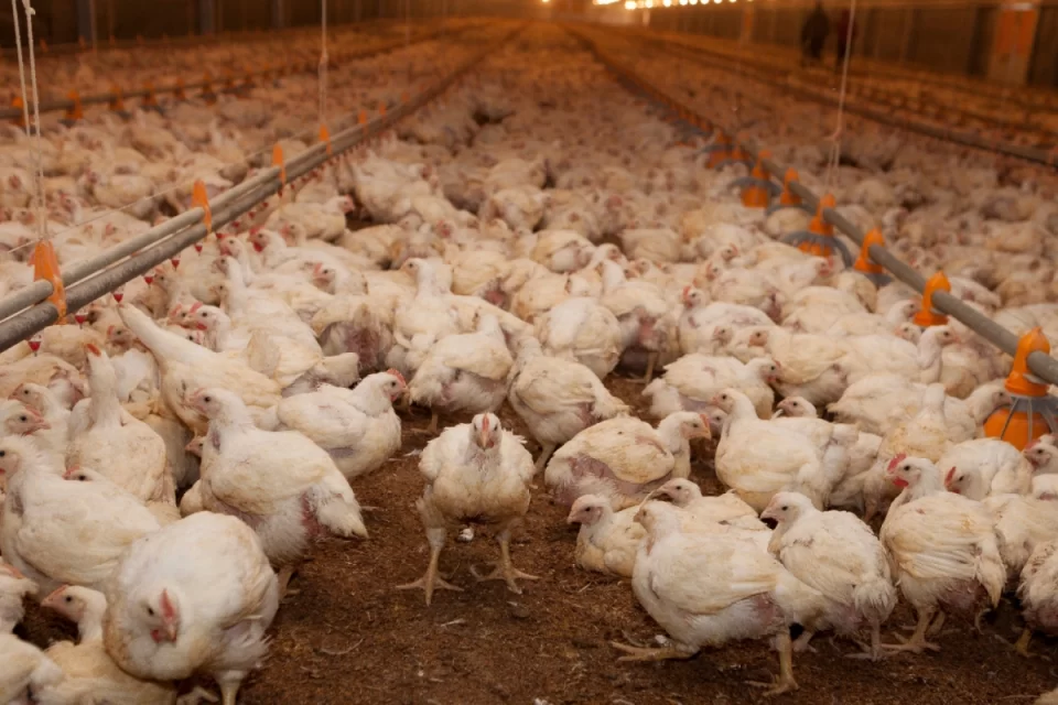 Argentina recupera el estatus de país libre de influenza aviar y reactiva exportaciones agropecuarias