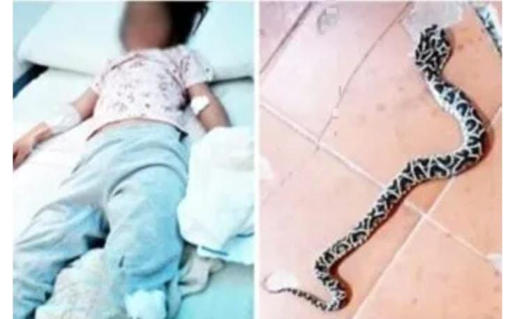 “Una yarará en el canasto de juguetes: la mordedura que expone la vulnerabilidad de las escuelas rurales entrerrianas”