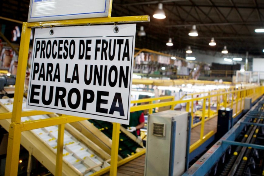Boom citrícola: Argentina duplica las exportaciones a la UE en la temporada 2025