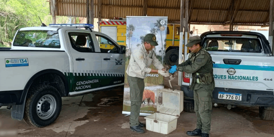 Formosa: Resguardan a un mono carayá que deambulaba sobre la Ruta Nacional N° 11