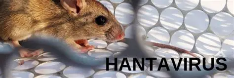 Alarma por Hantavirus: Un infectólogo confirmó que la cepa local es “potencialmente mortal”