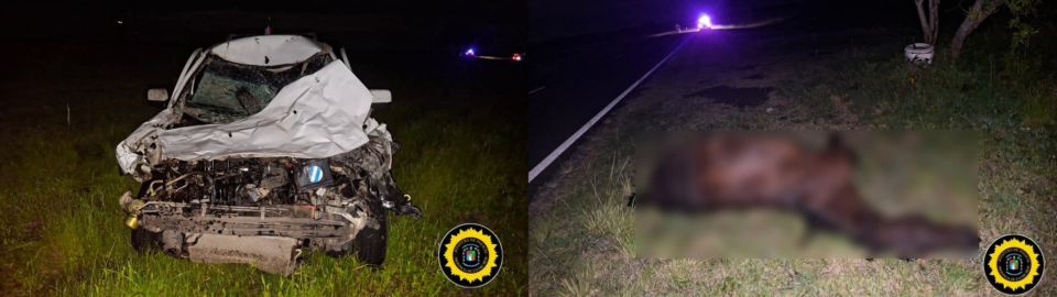 El caballo suelto sobre la Ruta 127 que provocó un tremendo siniestro vial a una familia de Curuzú Cuatiá y la muerte del animal, como reflejo de la desidia en el control rural, la fragilidad de la seguridad vial y la urgencia de políticas que eviten tragedias anunciadas