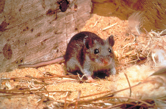 Alerta en Entre Ríos: el hantavirus alcanza su mayor tasa de mortalidad en los últimos años