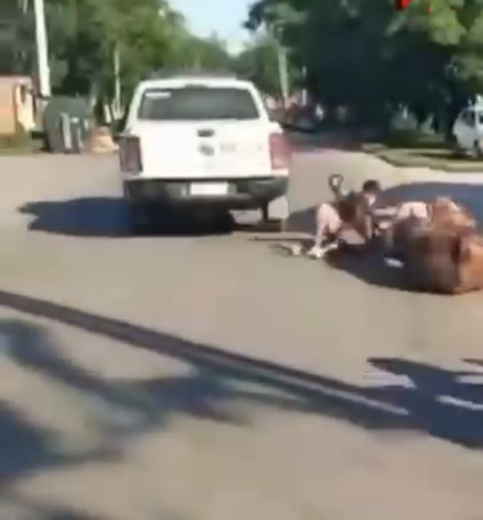 “Persecución policial tras el robo de caballos: detenidos y animales recuperados”