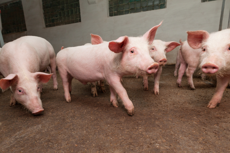 “Producción récord, rentabilidad en caída: el cerdo argentino en alerta”
