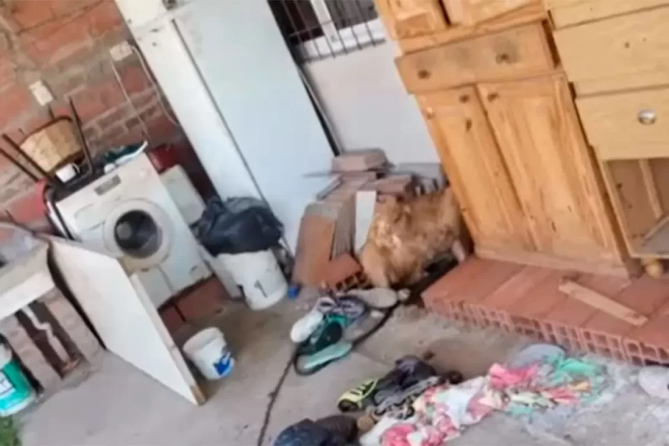 Maltrato animal en San Benito: un perro murió tras quedar encerrado mientras su familia estaba de vacaciones