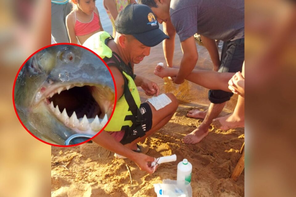 Palometas en Victoria: alerta en las playas y preguntas sobre el río