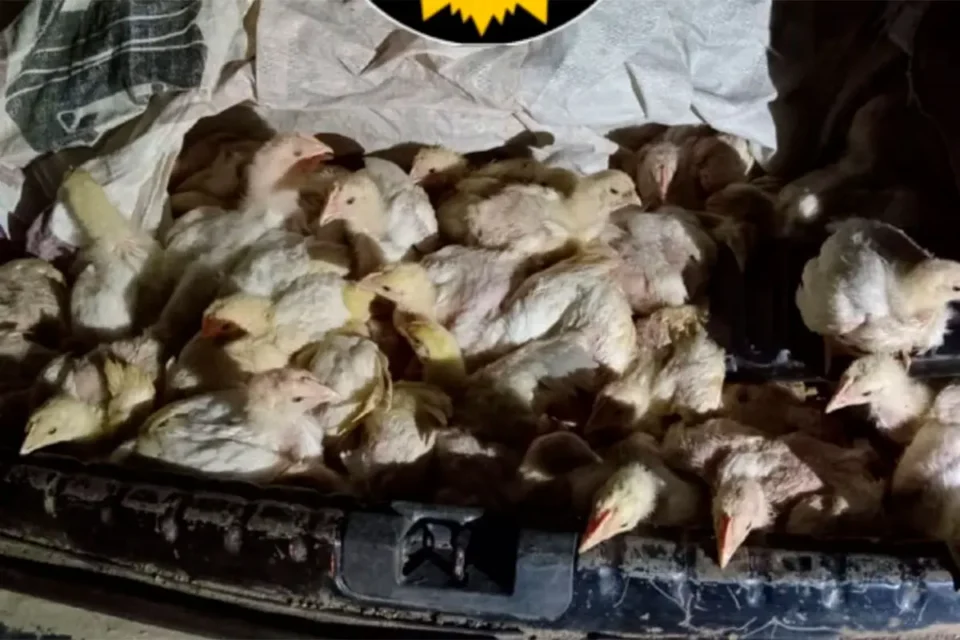 El robo de pollos en Viale: entre lo insólito y lo preocupante