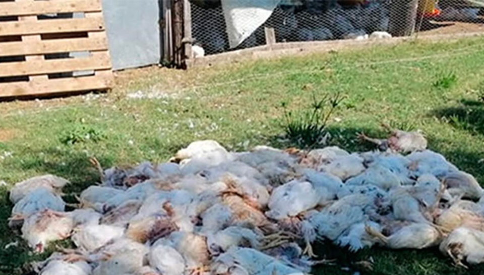 “Un bajón de luz en El Solar provocó la muerte de miles de pollos: pérdidas millonarias”