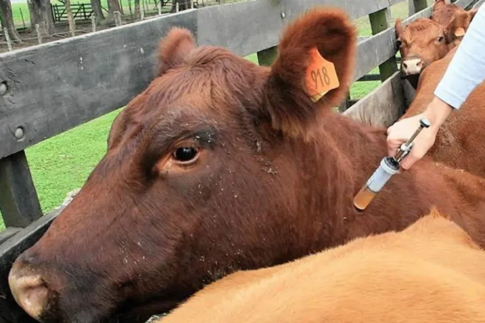 “Sanidad animal: un sistema eficaz bajo amenaza”