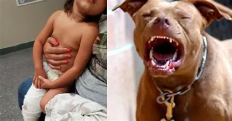 “Tragedia en Cosquín: un perro atacó y mató a una niña de 4 años”