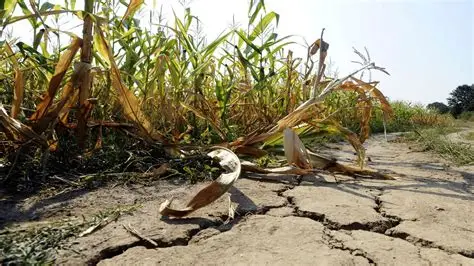 “Mayo, uno de los meses más secos en Entre Ríos: déficit hídrico del 60% y elevada frecuencia de heladas agronómicas según la Bolsa de Cereales”