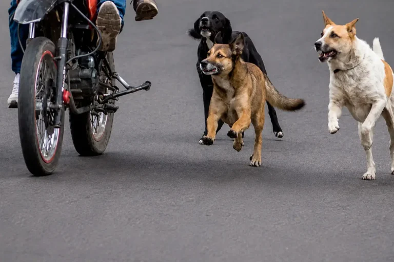 Mercedes: la Justicia responsabilizó a los dueños de tres perros y fijó una indemnización millonaria
