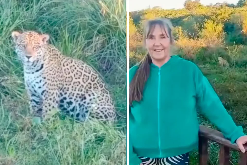 “Ombú, el yaguareté que sorprendió a turistas en el Iberá”