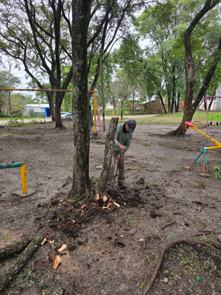PODA DE ÁRBOLES EN LA PLAZOLETA DEL CIC