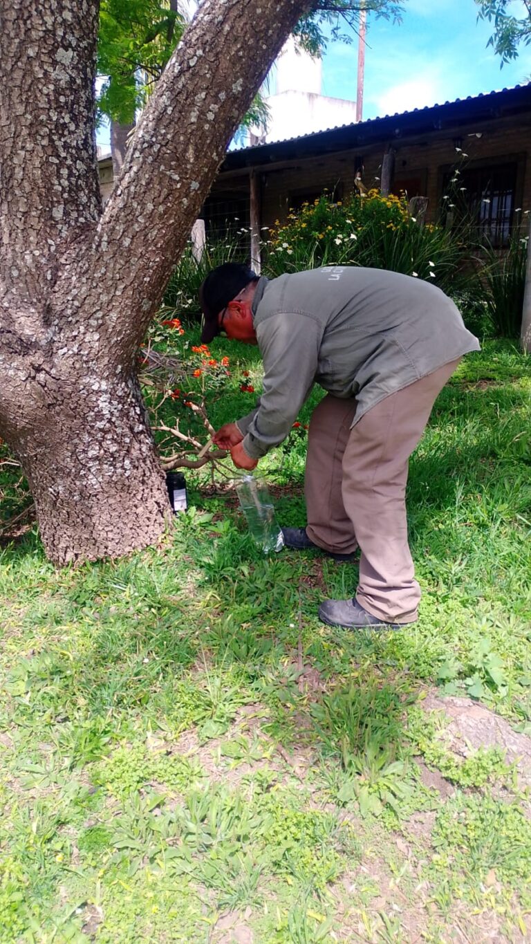 La Paz refuerza la prevención del dengue: comenzó el monitoreo del mosquito Aedes aegypti en distintos puntos de la ciudad